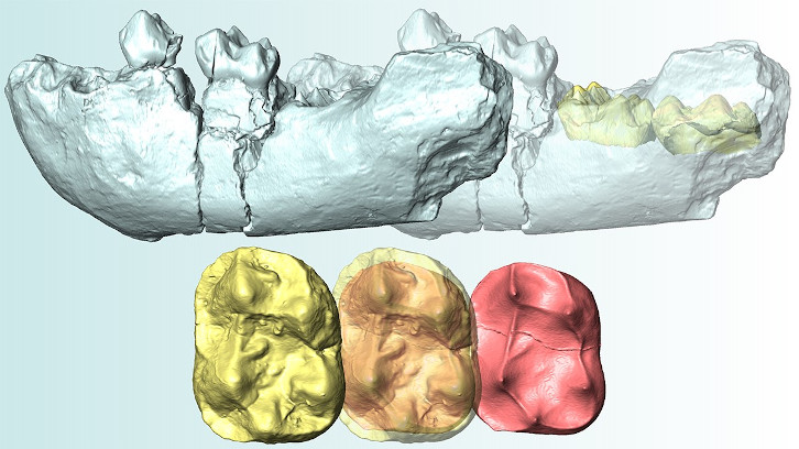 imatge representant de pilobates